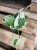 Epipremnum aureum 'NJoy'