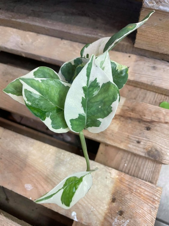Epipremnum aureum 'NJoy'