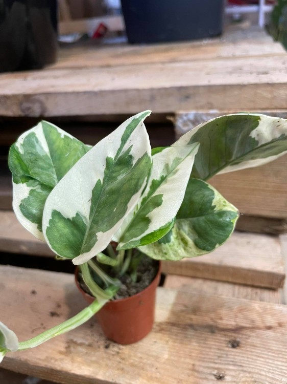Epipremnum aureum 'NJoy'