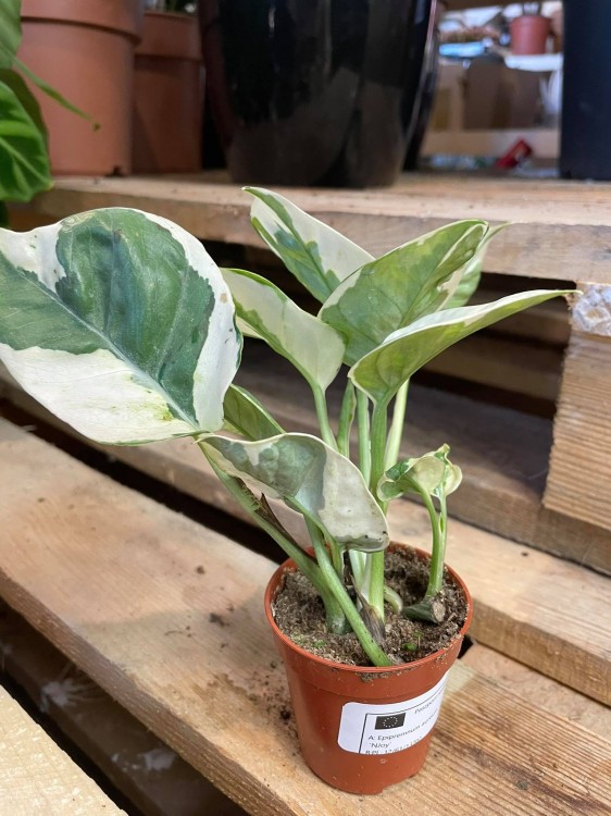 Epipremnum aureum 'NJoy'