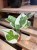 Epipremnum aureum 'NJoy'