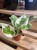 Epipremnum aureum 'NJoy'