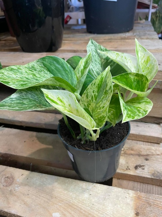 epipremnum marble queen