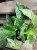 epipremnum marble queen