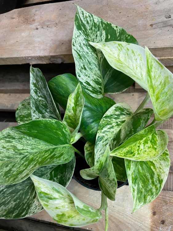 epipremnum marble queen