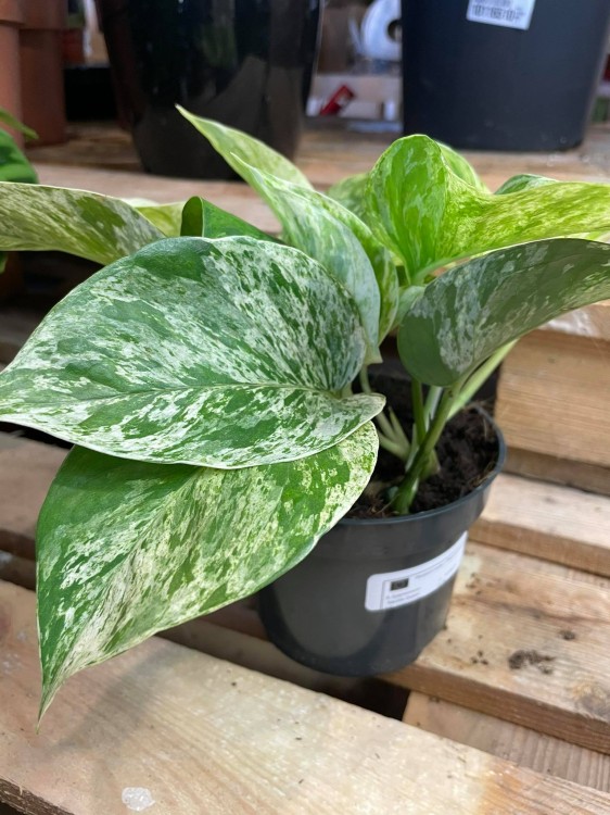 epipremnum marble queen