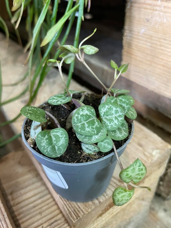 Ceropegia woodii