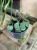Ceropegia woodii