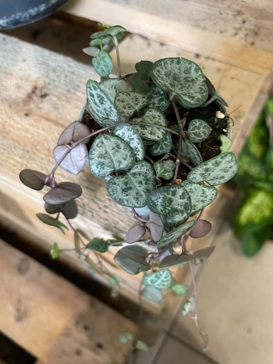 Ceropegia woodii