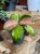 Hoja Hoya australis Lisa
