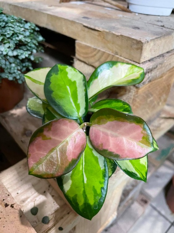 Hoja Hoya australis Lisa