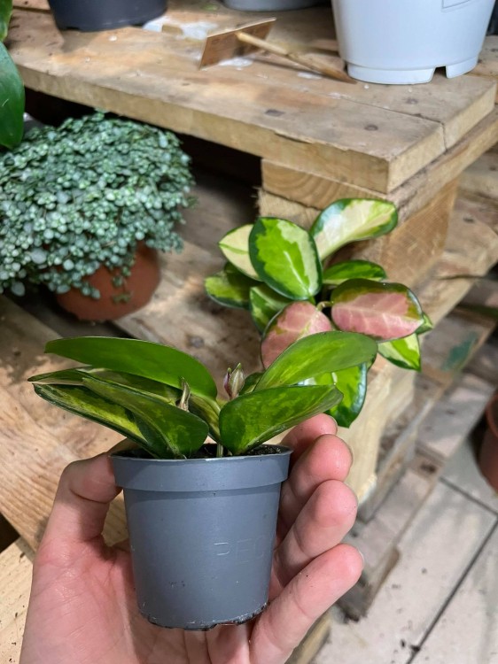 Hoja Hoya australis Lisa