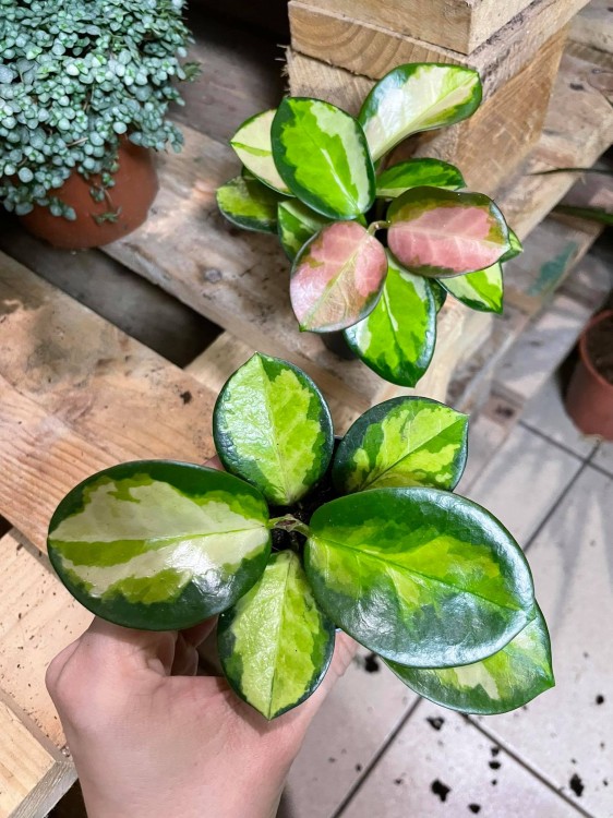 Hoja Hoya australis Lisa