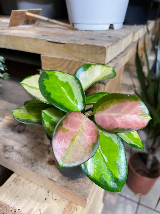 Hoja Hoya australis Lisa