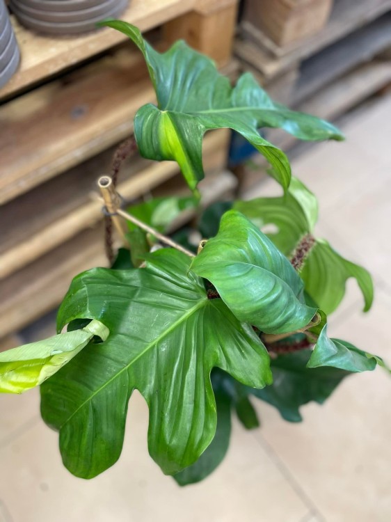 philodendron squamiferum (1).jpg
