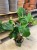 philodendron squamiferum (2).jpg