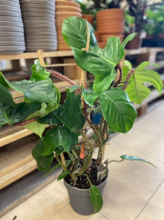 philodendron squamiferum (4).jpg
