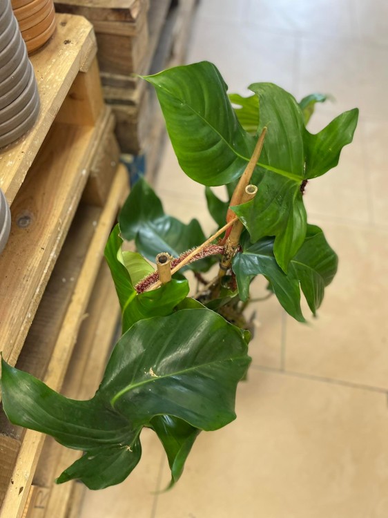 philodendron squamiferum (5).jpg