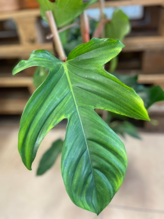 philodendron squamiferum (7).jpg