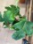 philodendron squamiferum (8).jpg