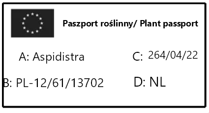 Aspidistra elat.png