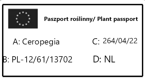 Ceropegia woodii ssp. woodii.png