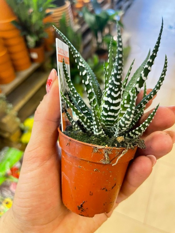 haworthia fasciala 'big band (4).jpg