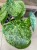 pilea mojito (12).jpg