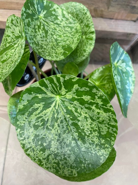 pilea mojito (12).jpg