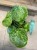 pilea mojito (13).jpg