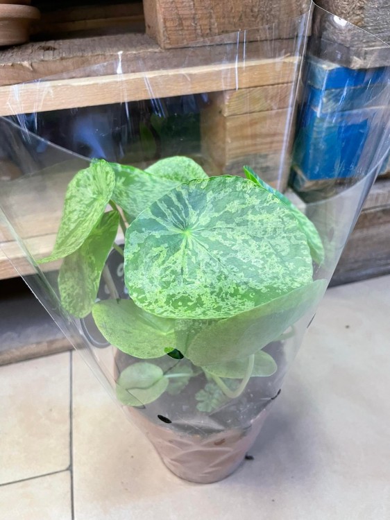 pilea mojito (14).jpg