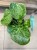 pilea mojito (17).jpg