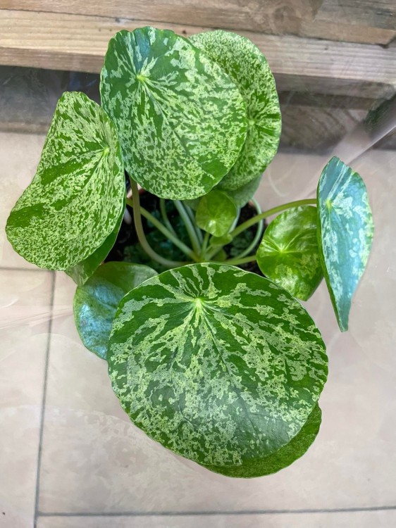 pilea mojito (17).jpg