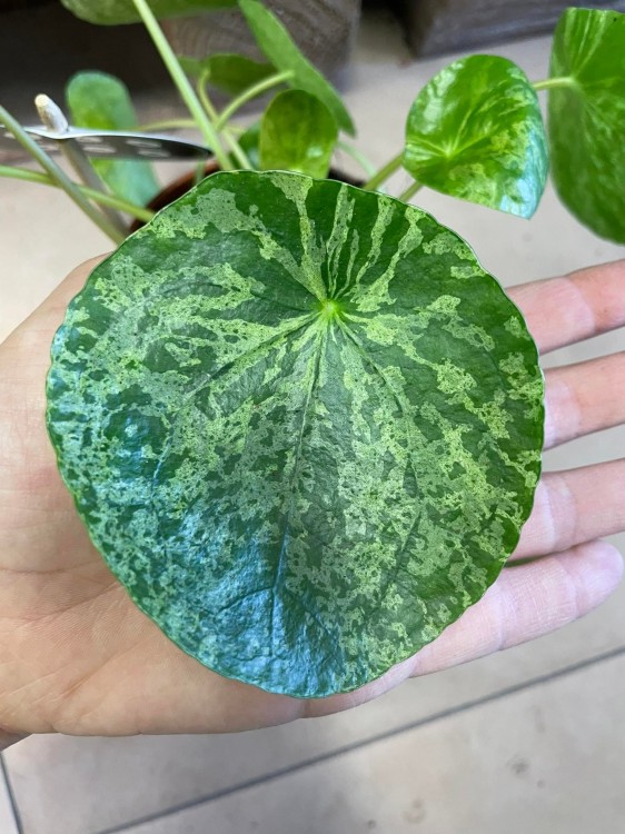 pilea mojito (18).jpg