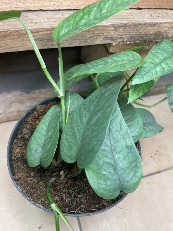 Epipremnum pinn. 'Cebu Blue' (9).jpg