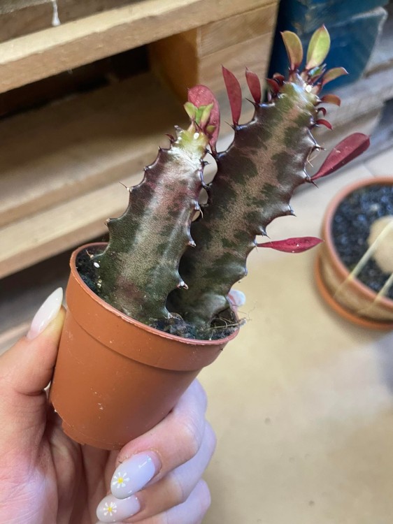 euphorbia trigona 'Rubra'  wilczomlecz  (1).jpg