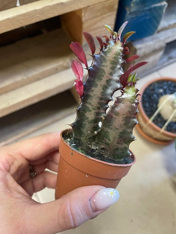 euphorbia trigona 'Rubra'  wilczomlecz  (2).jpg