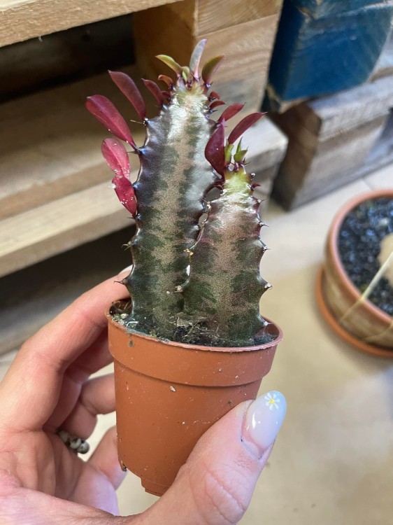 euphorbia trigona 'Rubra'  wilczomlecz  (3).jpg