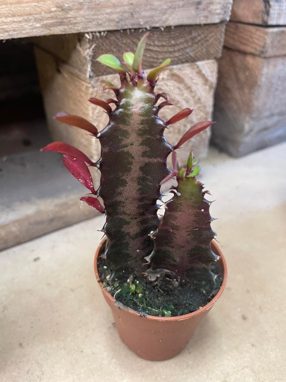 euphorbia trigona 'Rubra'  wilczomlecz  (4).jpg