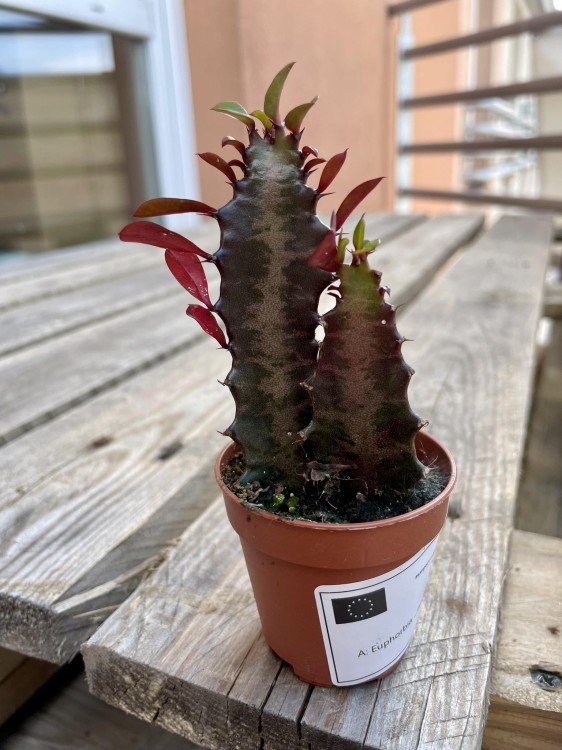 euphorbia trigona 'Rubra'  wilczomlecz  (6).jpg