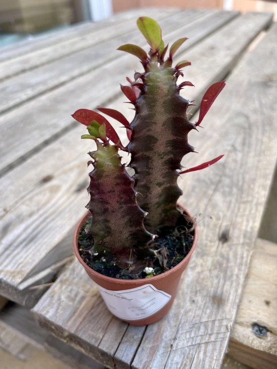 euphorbia trigona 'Rubra'  wilczomlecz  (7).jpg