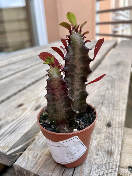 euphorbia trigona 'Rubra'  wilczomlecz  (8).jpg