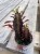 euphorbia trigona 'Rubra'  wilczomlecz  (9).jpg