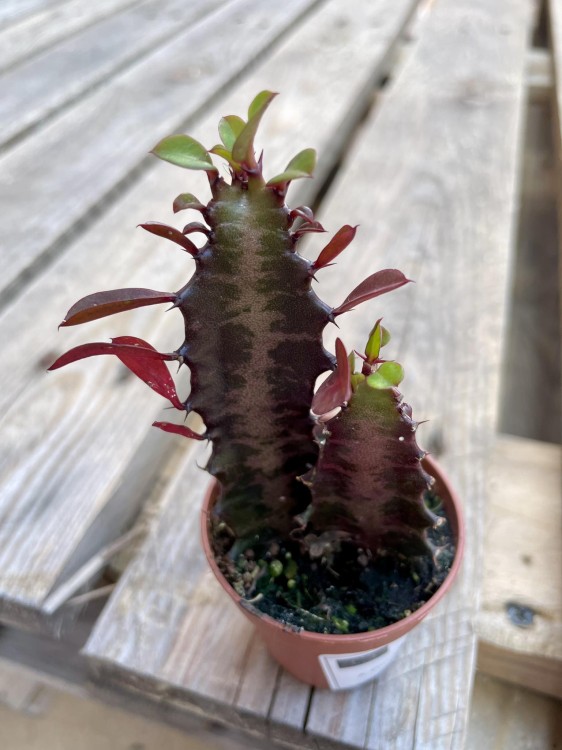 euphorbia trigona 'Rubra'  wilczomlecz  (9).jpg