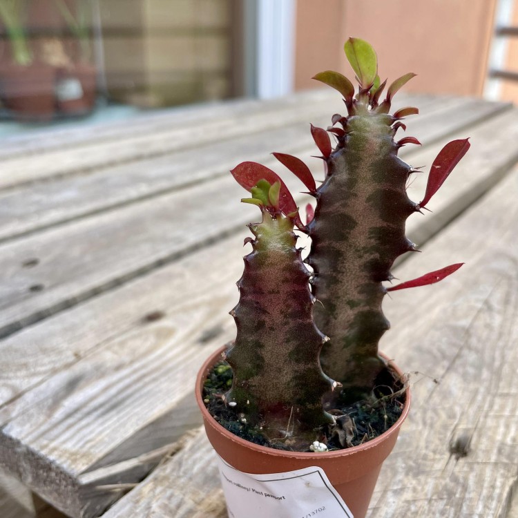 euphorbia trigona 'Rubra'  wilczomlecz  (10).jpg