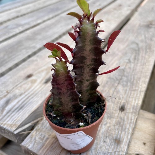euphorbia trigona 'Rubra'  wilczomlecz  (5).jpg