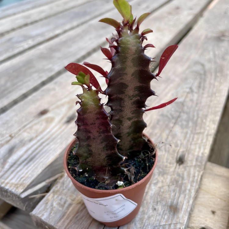 euphorbia trigona 'Rubra'  wilczomlecz  (5).jpg