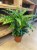 kalatea-falistolistna-calathea-rufibarba--elgergrass-1.jpg