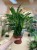 kalatea-falistolistna-calathea-rufibarba--elgergrass-6.jpg