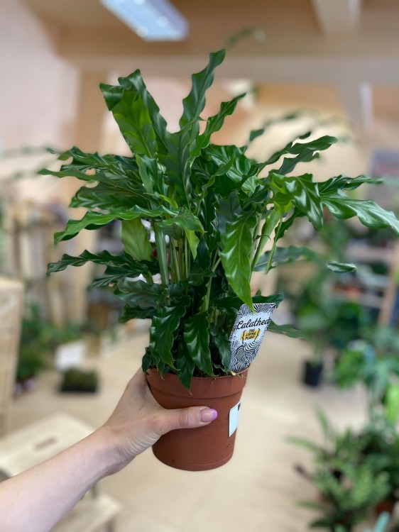 kalatea-falistolistna-calathea-rufibarba--elgergrass-6.jpg